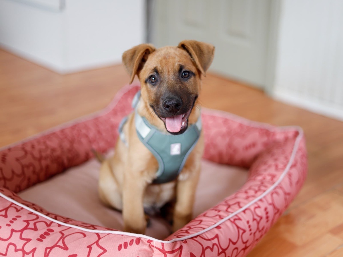 Foto de ARGOS, perro en adopción en Viña del Mar