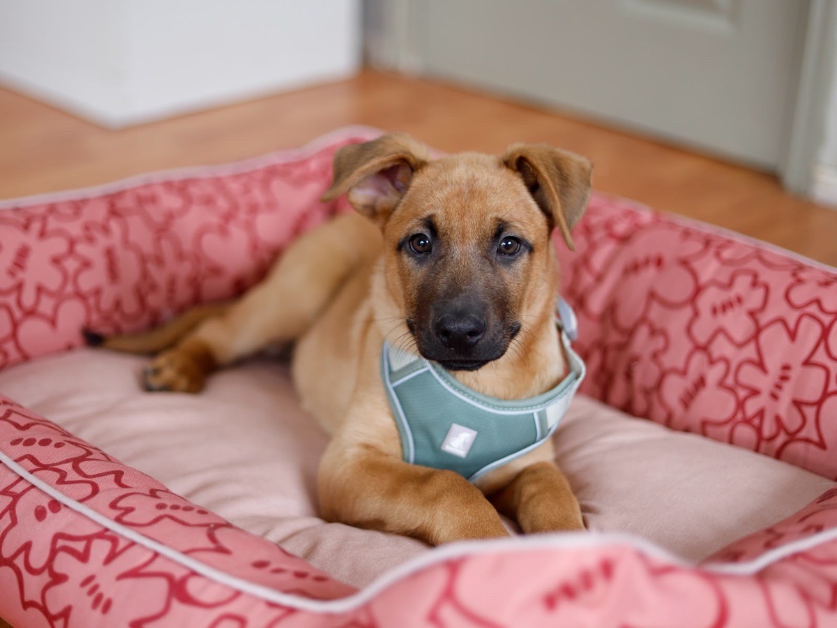 Foto de ARGOS