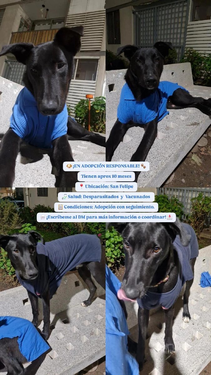 Foto de chimuelo y Murcy, perro en adopción en San Felipe
