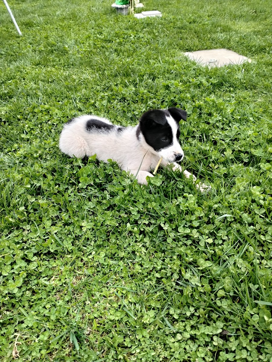 Foto de adoptado