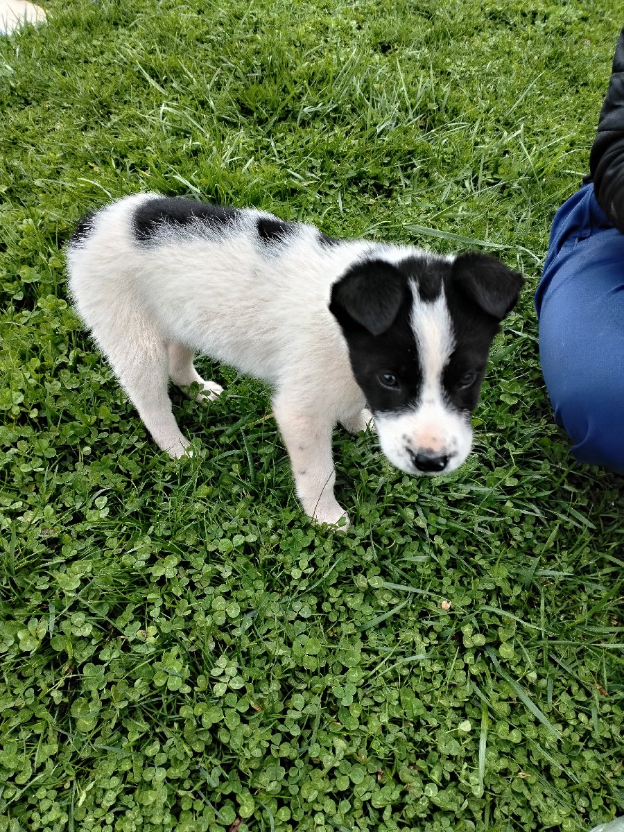 Foto de adoptado