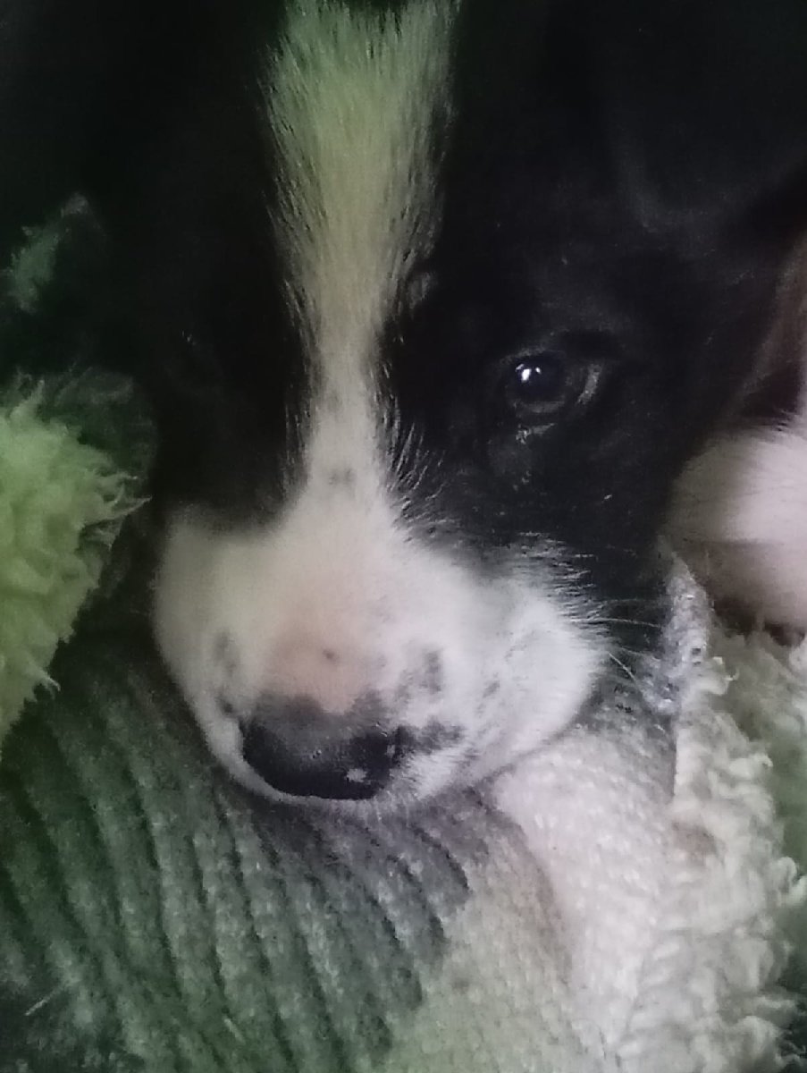 Foto de adoptado