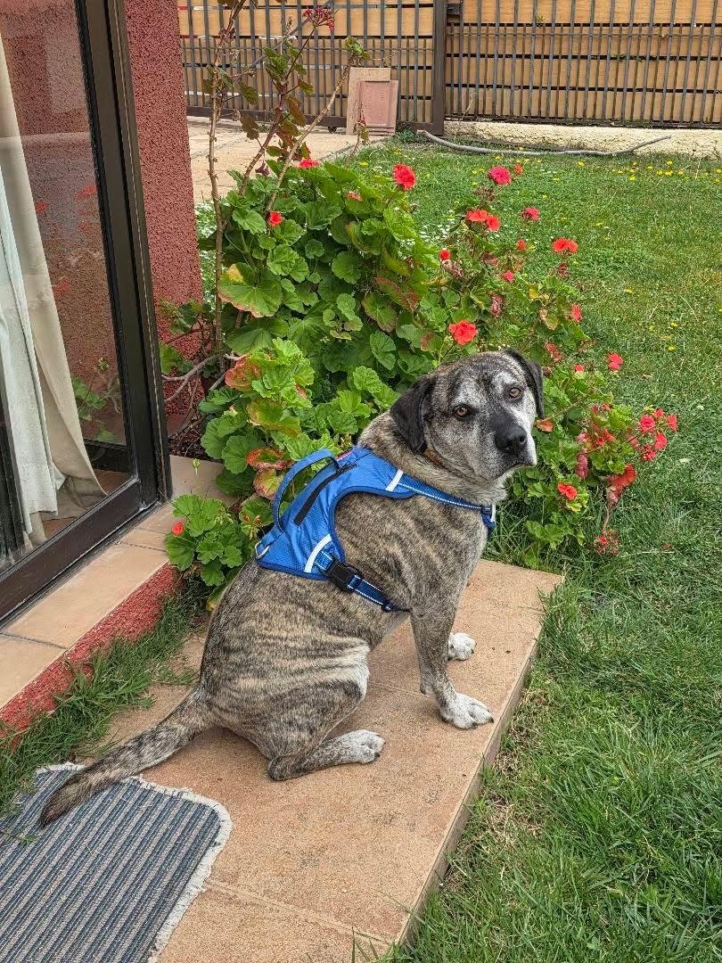 Foto de Junior💚, perro en adopción en La Florida