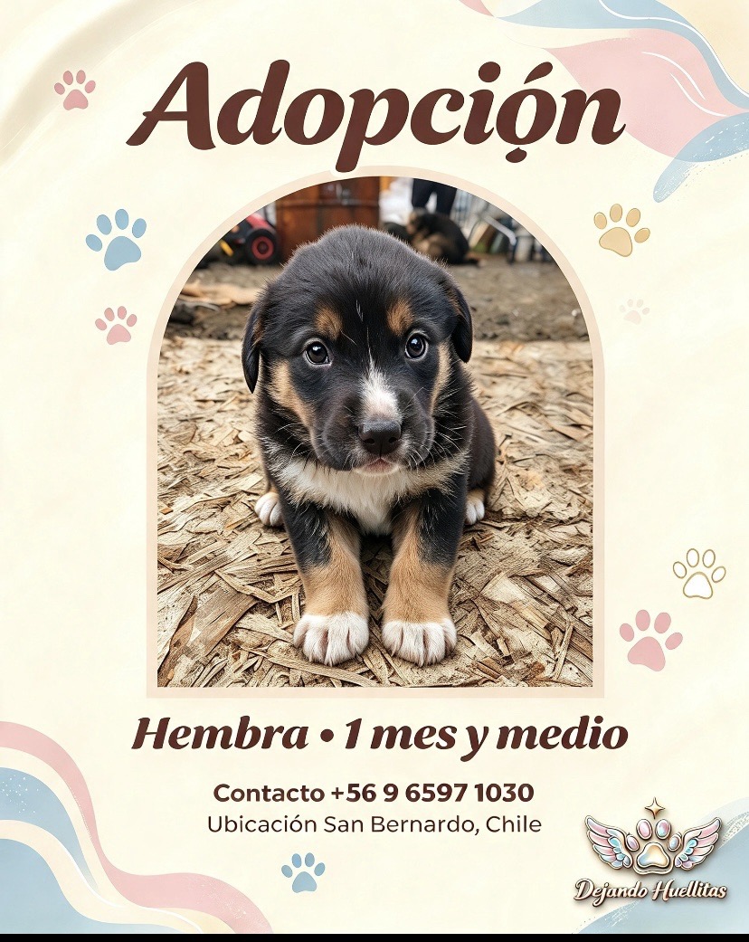 Foto de cleo, perro en adopción en Santiago