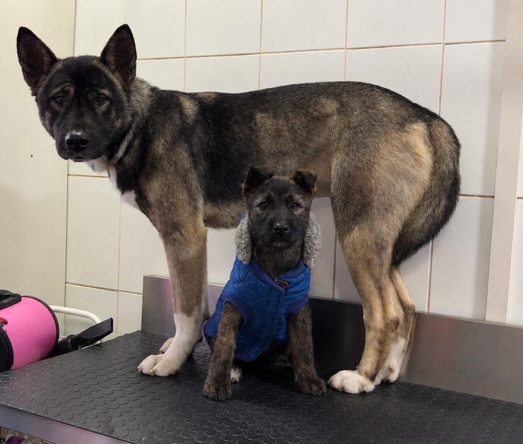 Foto de Kika, perro en adopción en Padre Las Casas