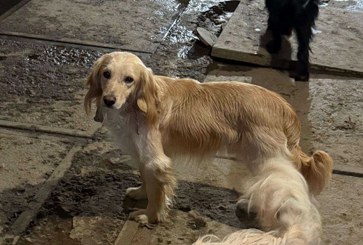 Foto de Bambi, perro en adopción