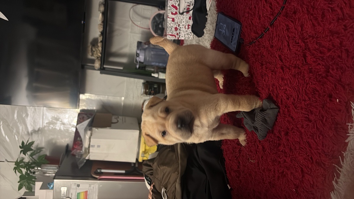 Foto de Perrito