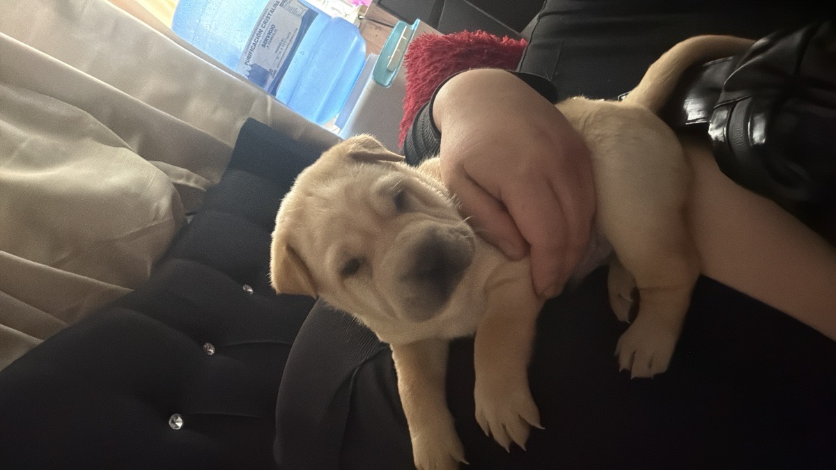 Foto de Perrito