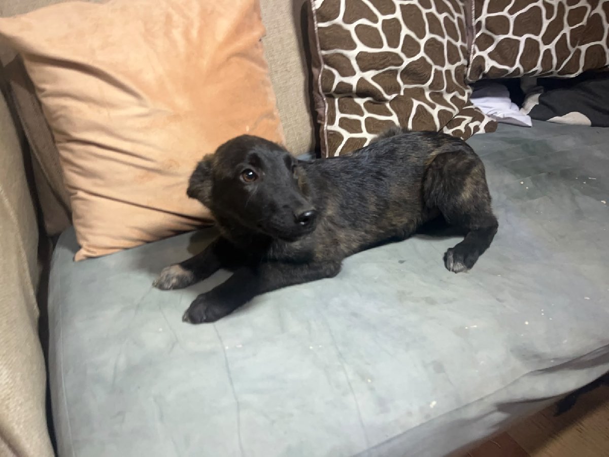Foto de Perrito