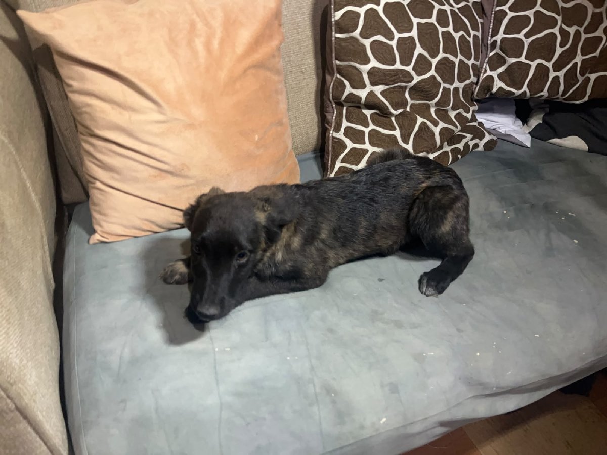 Foto de Perrito