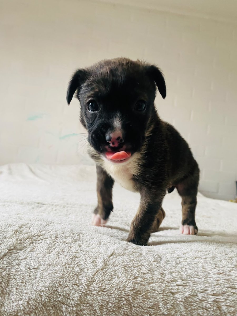 Foto de Perrito, perro en adopción en Talca