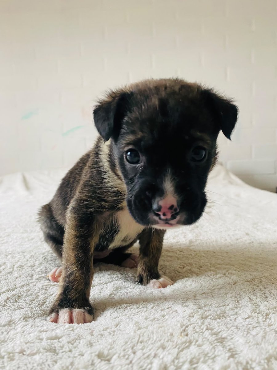 Foto de Perrito