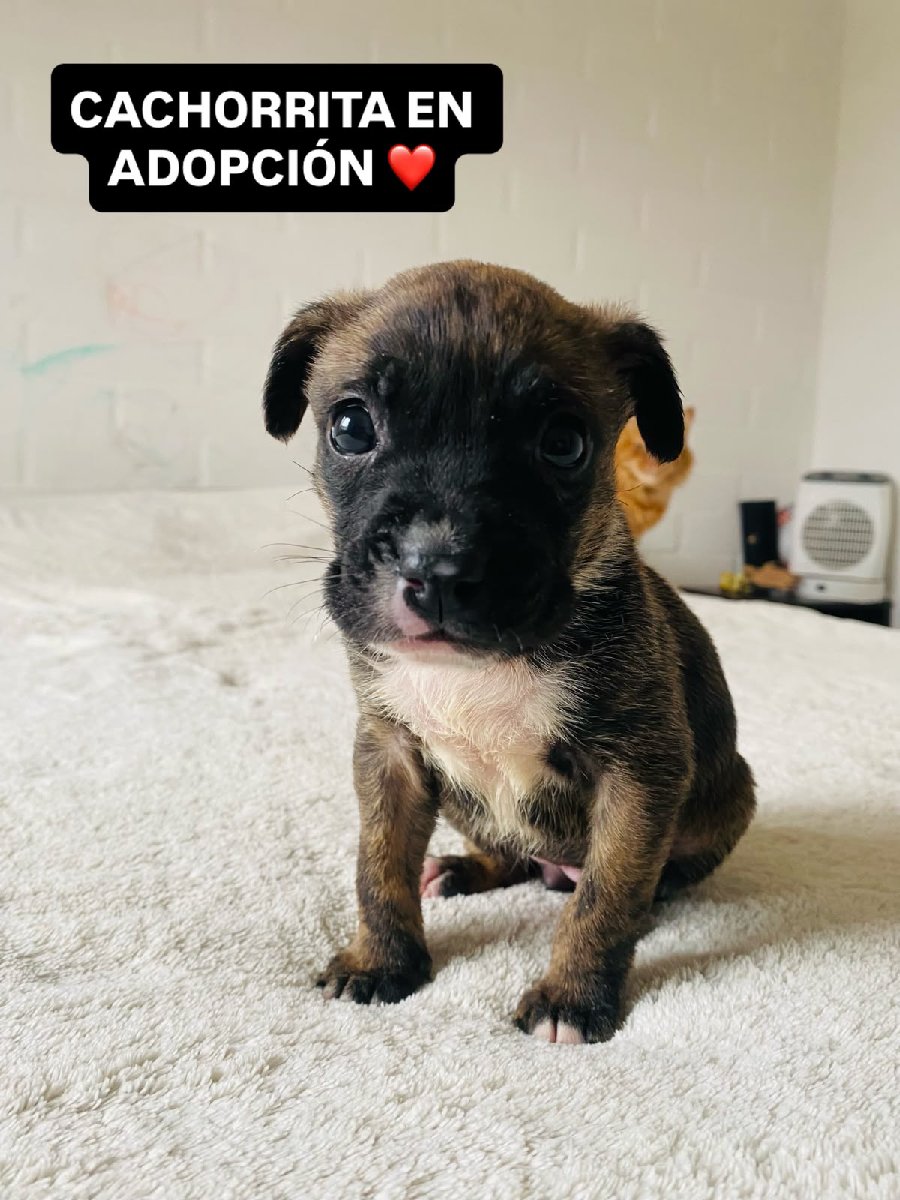 Foto de Perrito