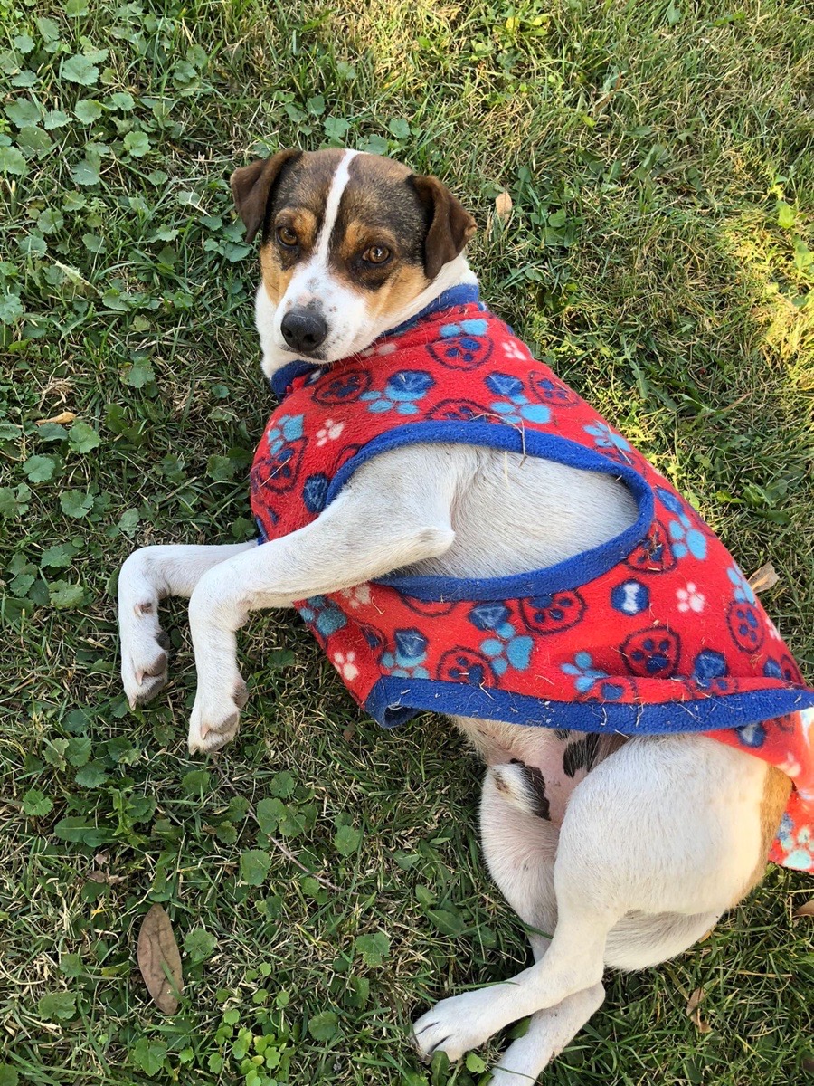 Foto de Rocky