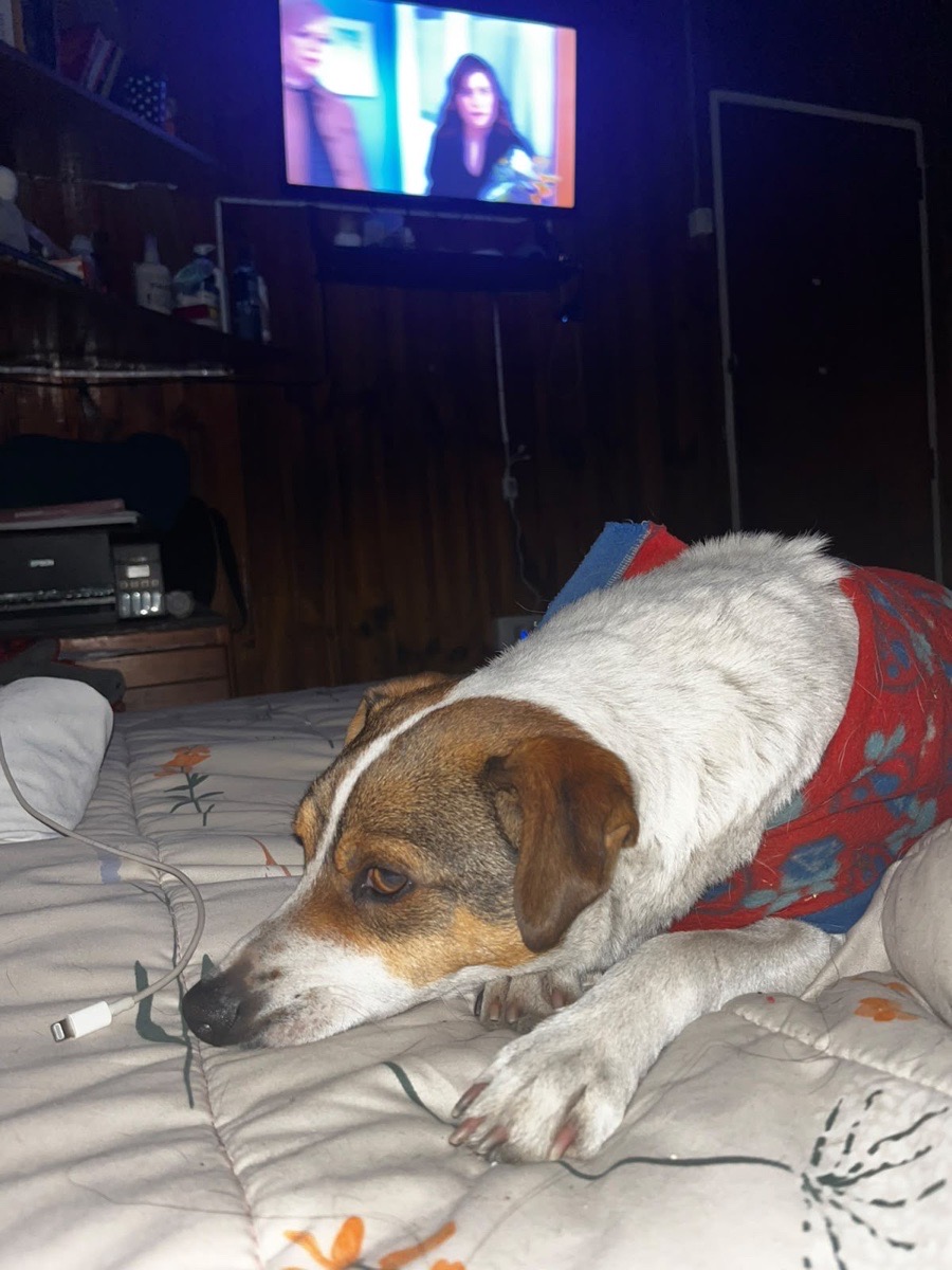 Foto de Rocky