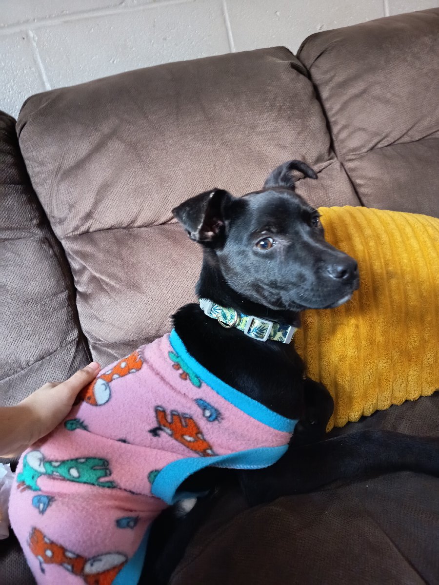 Foto de Olivia y Aceituna, perro en adopción en Puente Alto