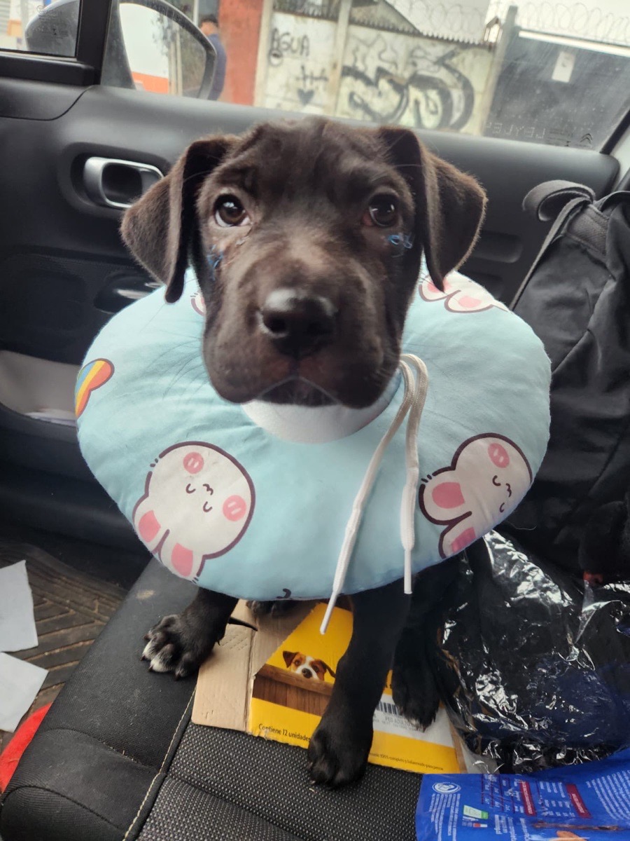 Foto de Lía, perro en adopción en Maipú