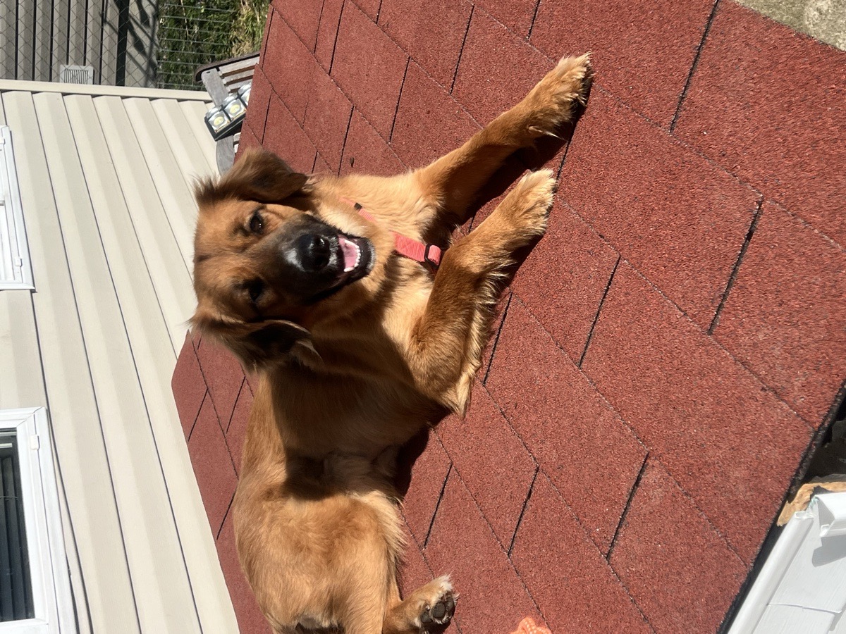 Foto de Nala