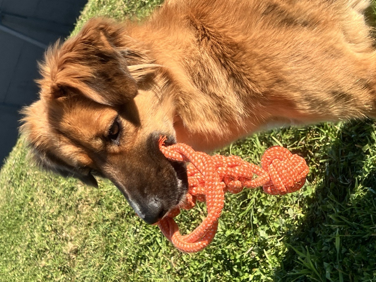 Foto de Nala