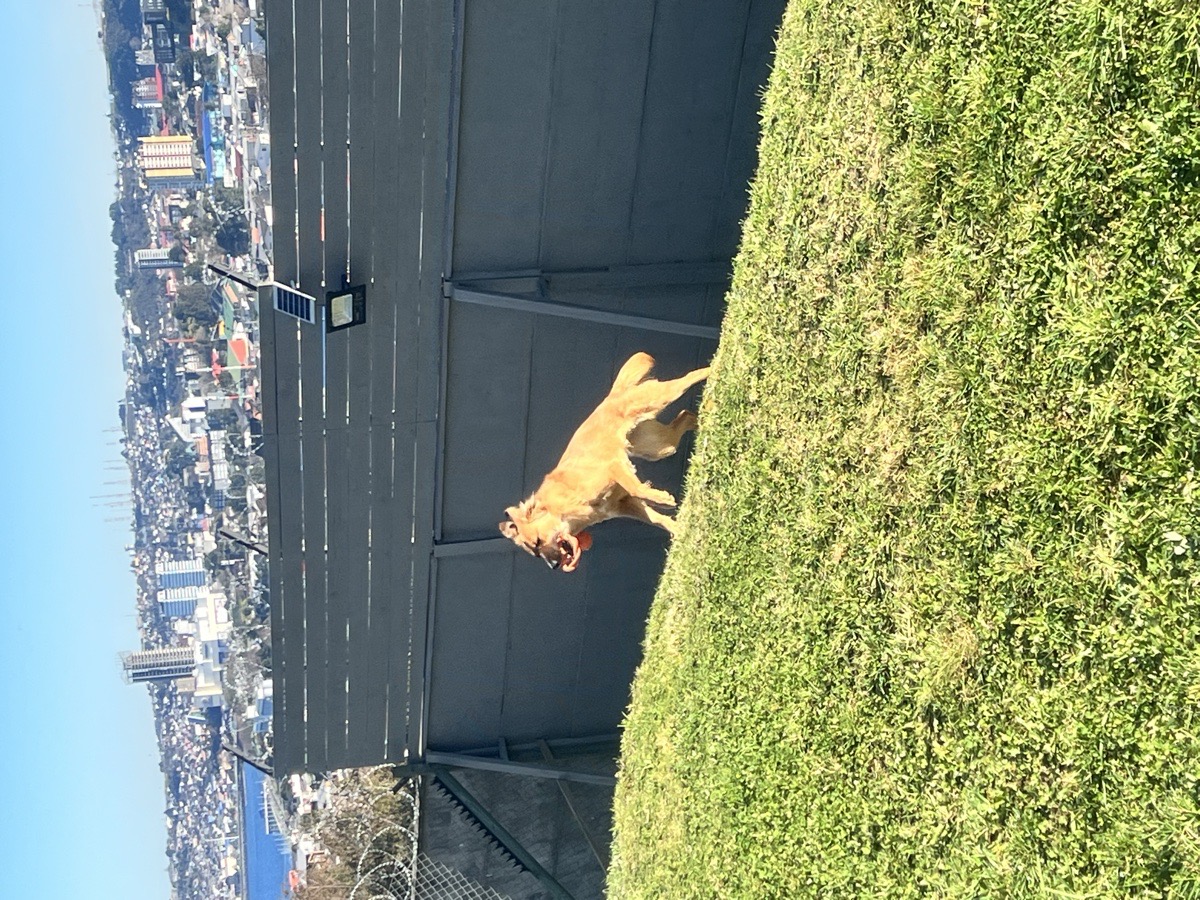 Foto de Nala