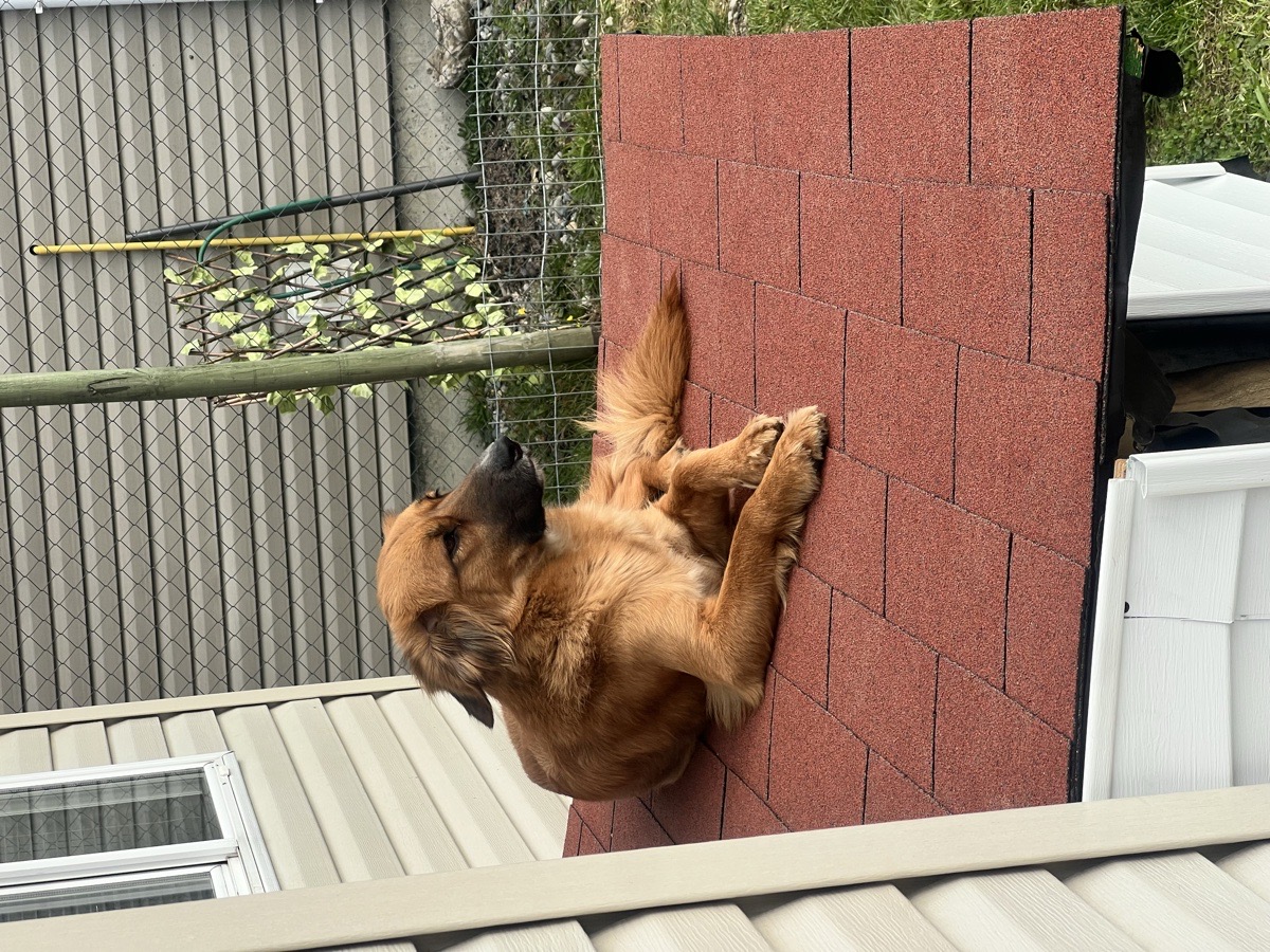 Foto de Nala