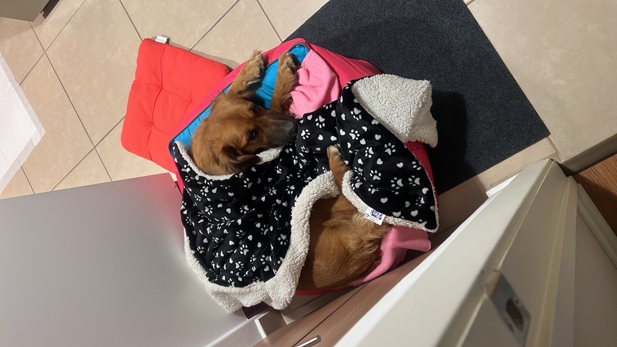 Foto de Nala