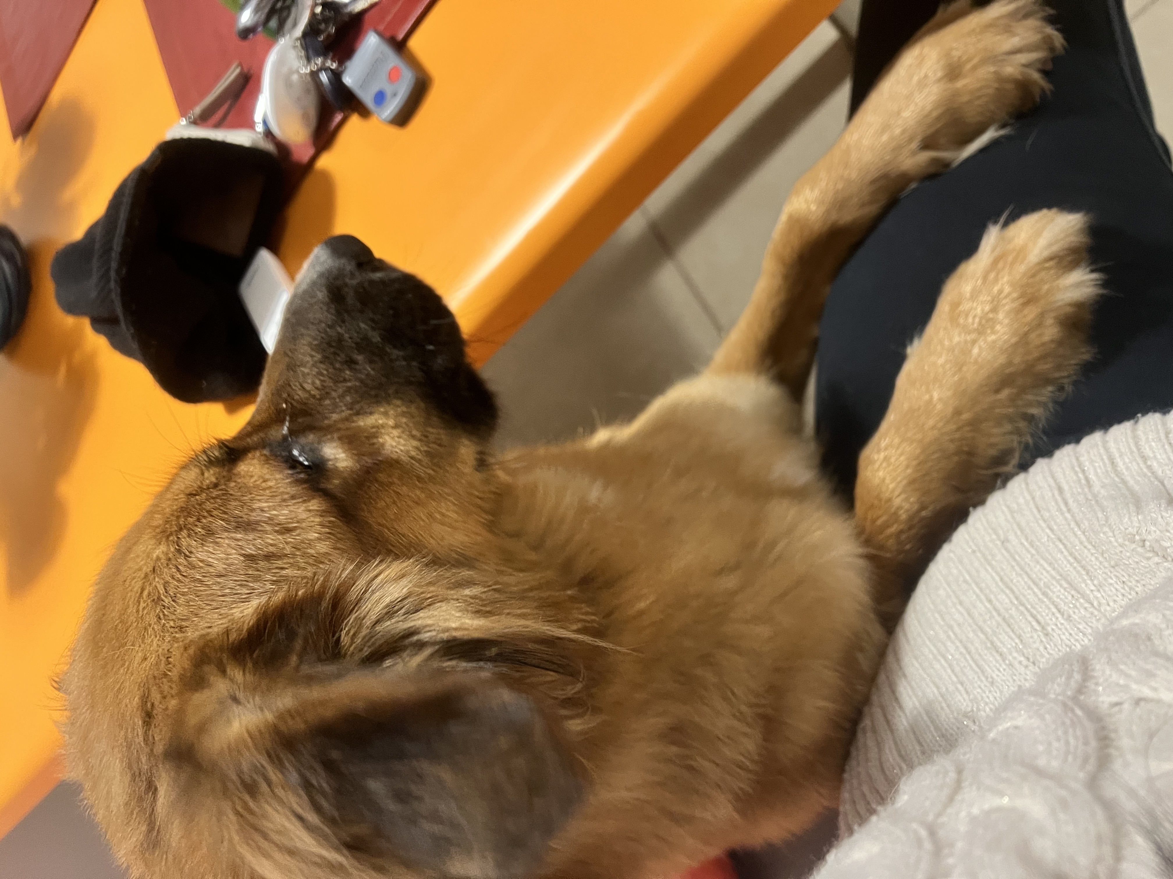 Foto de Nala