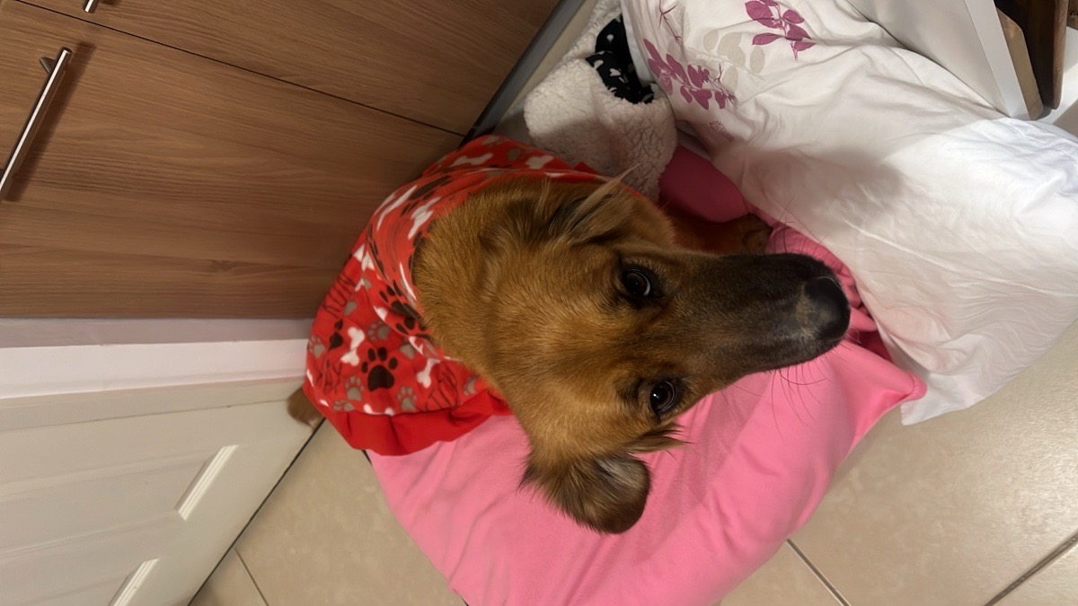 Foto de Nala
