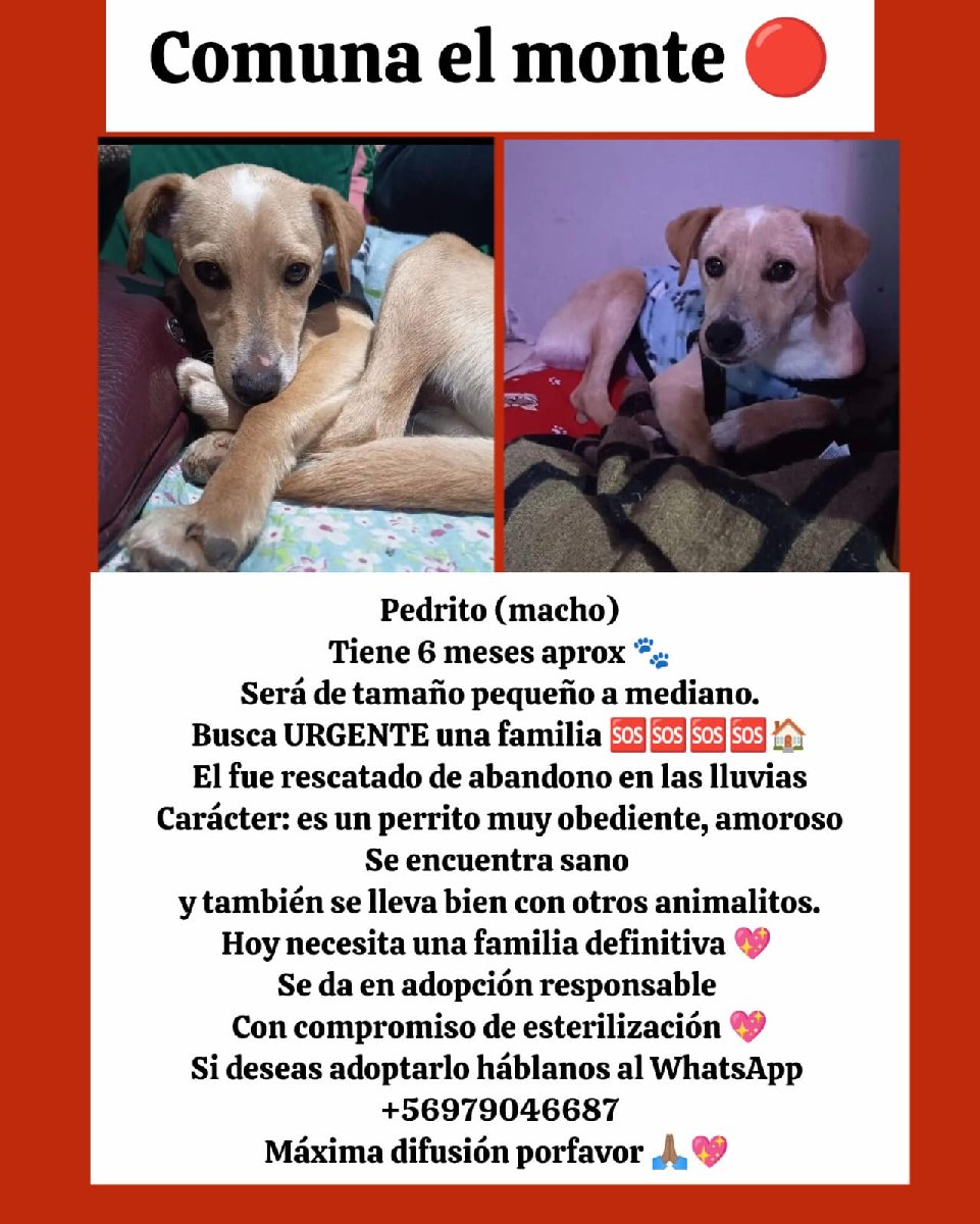 Foto de Pedrito
