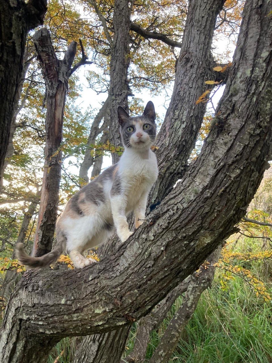 Foto de Arya, gato en adopción en Punta Arenas