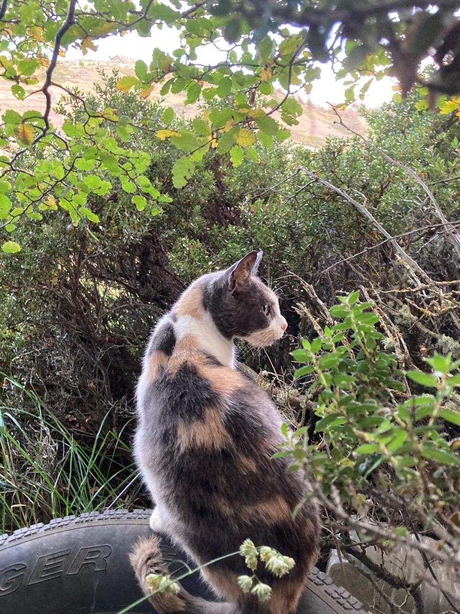 Foto de Arya