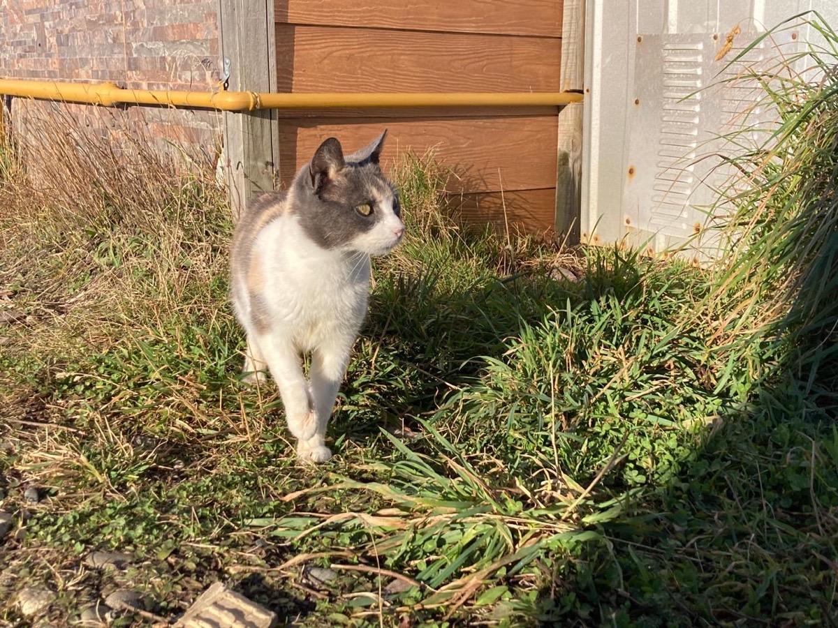 Foto de Arya