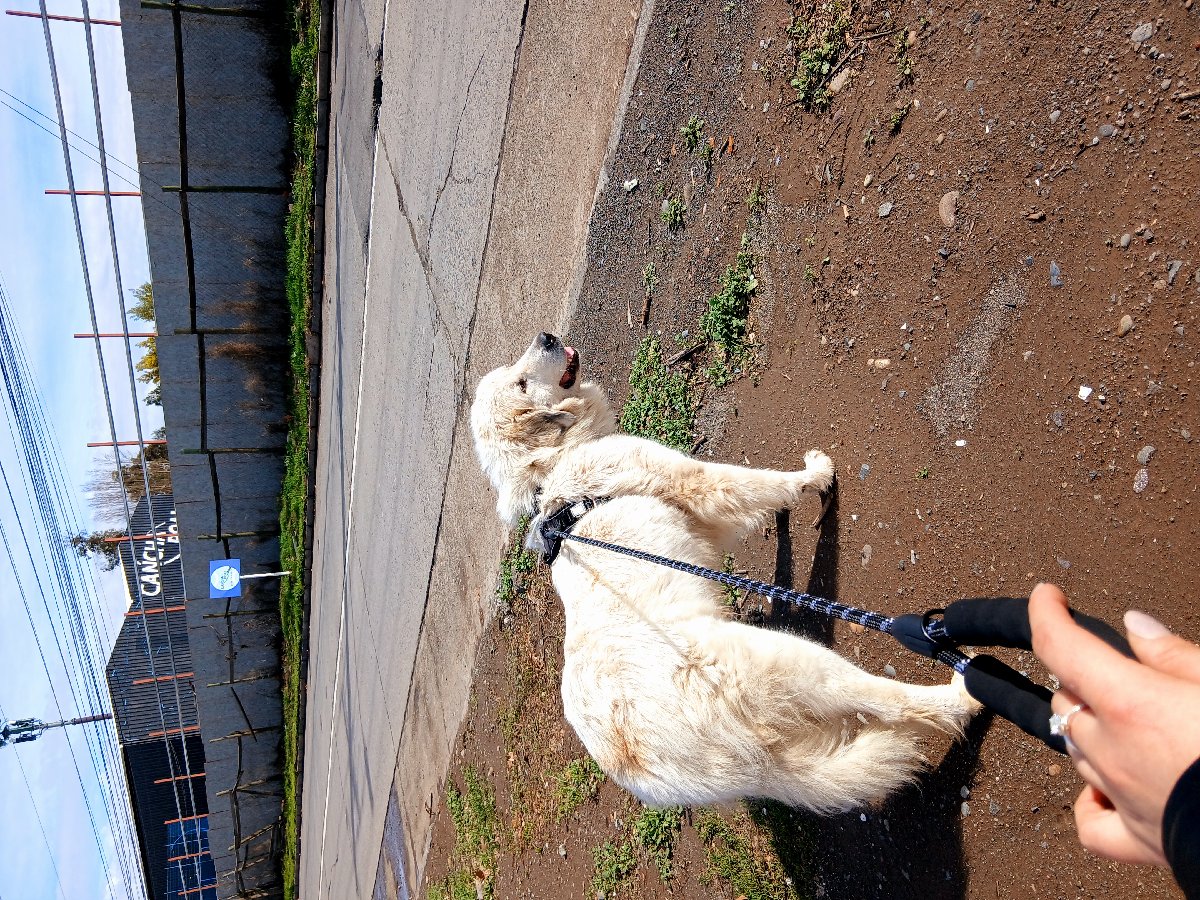 Foto de kibou, perro en adopción en Rancagua