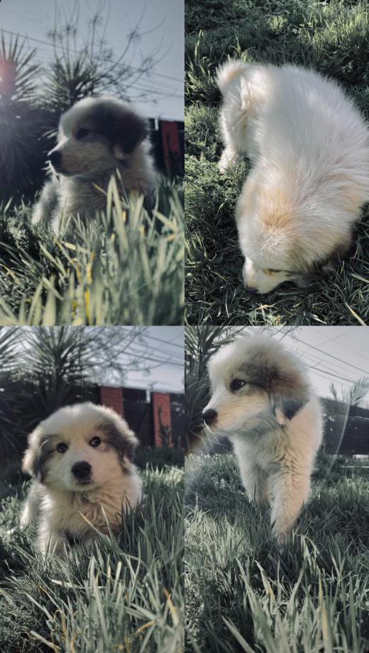 Foto de kibou