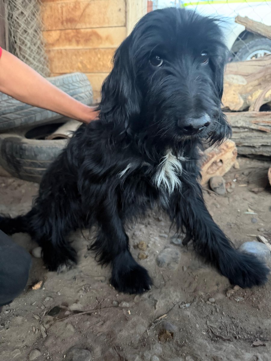 Foto de Morito, perro en adopción