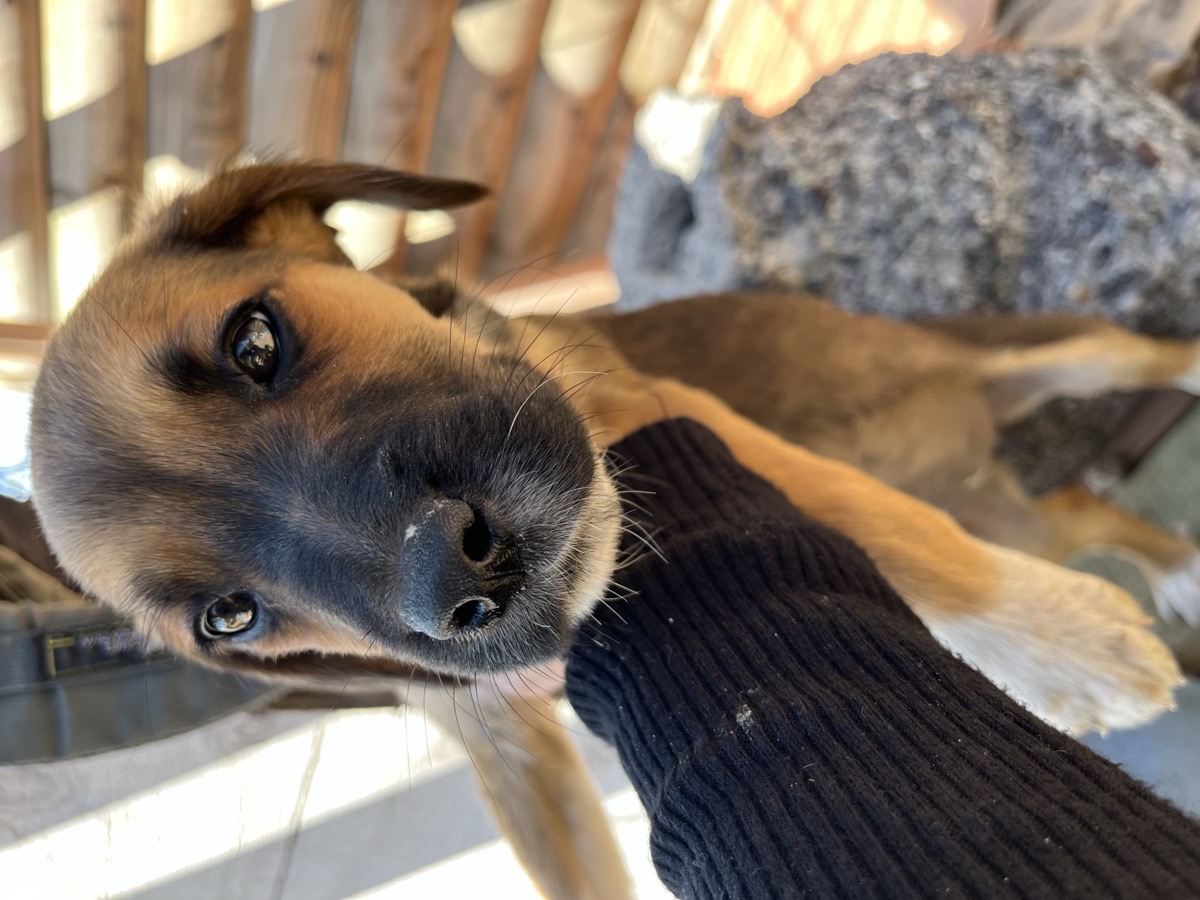 Foto de Perrito, perro en adopción en Concón