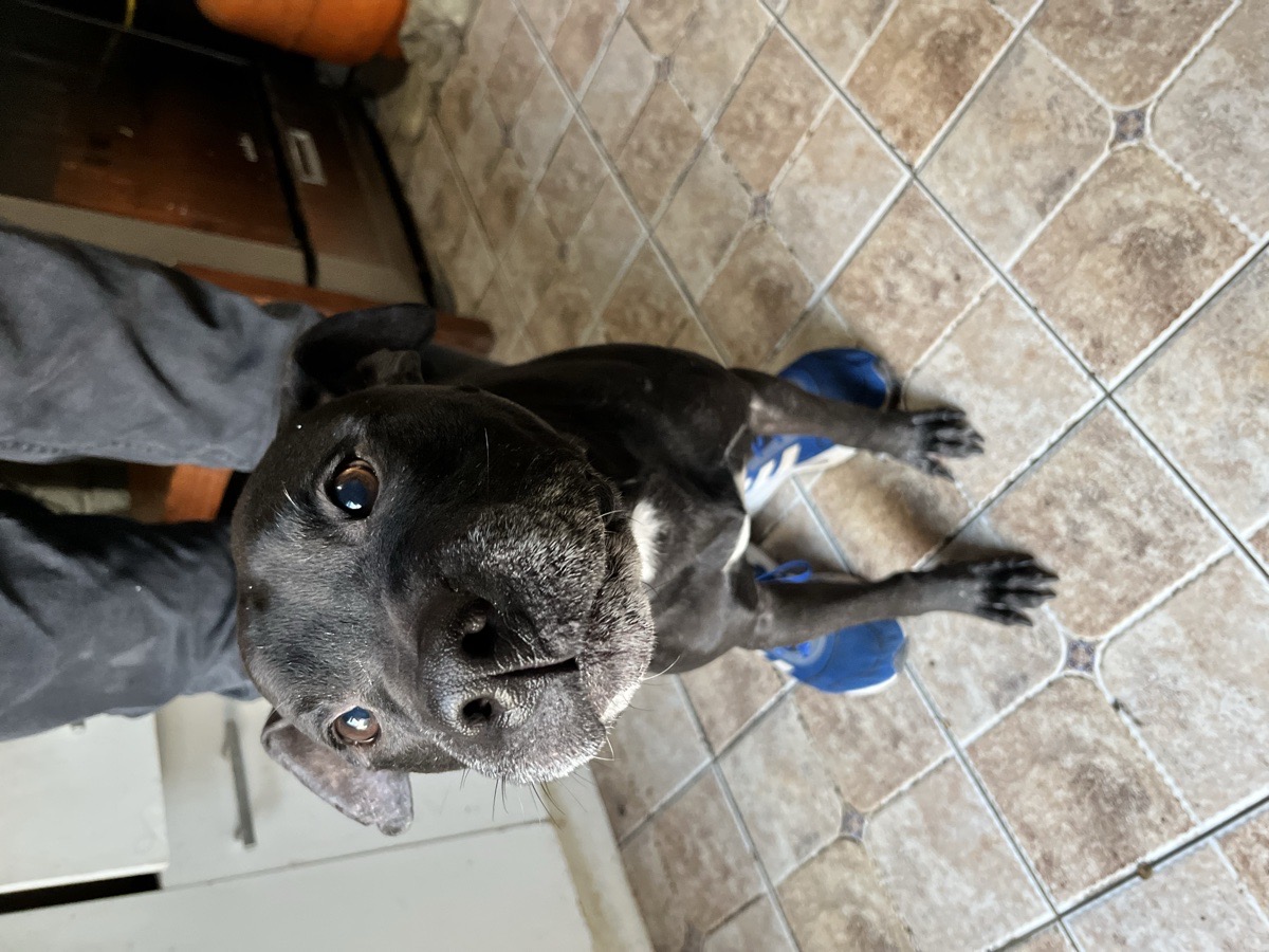 Foto de Kuro