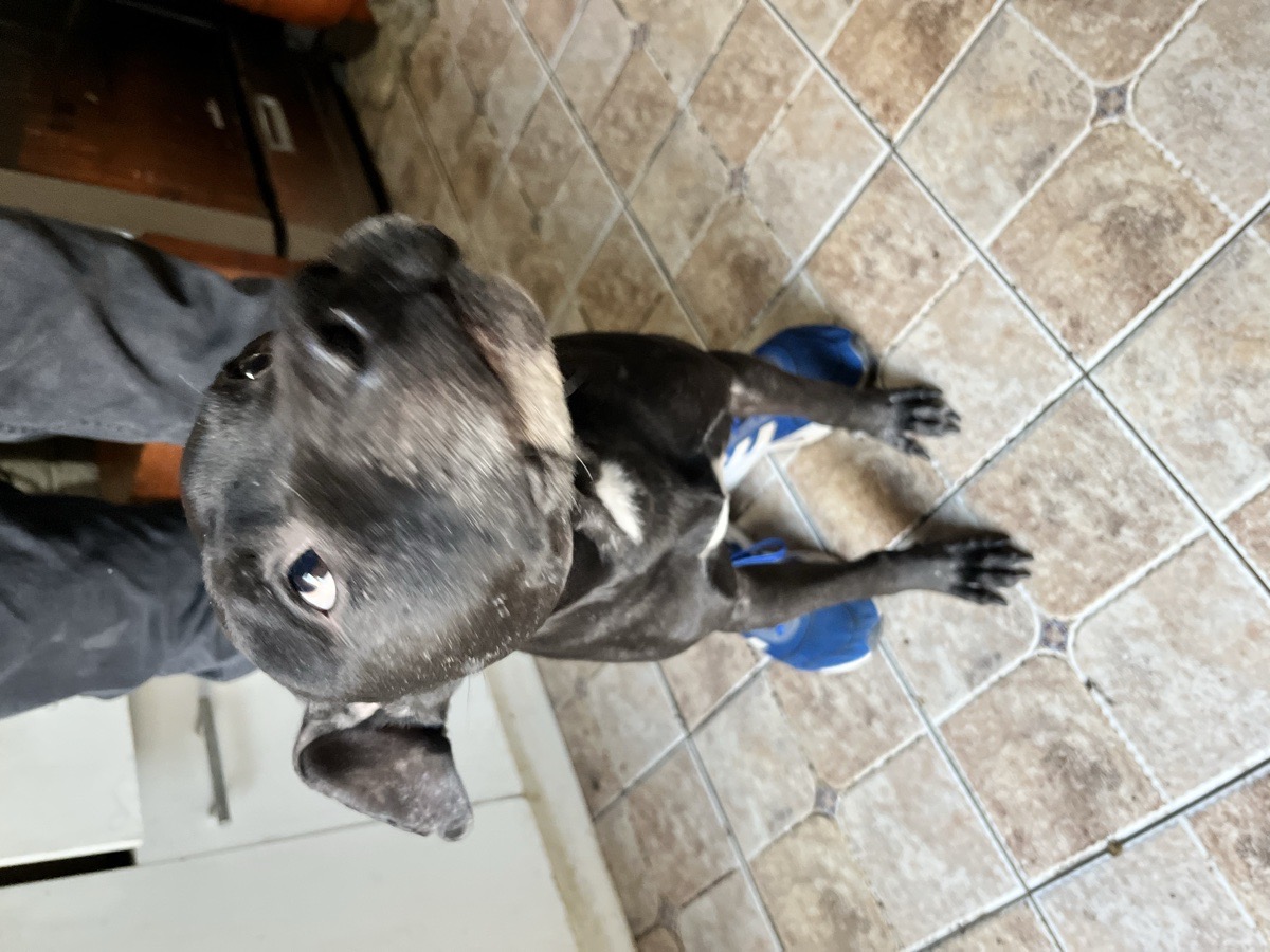 Foto de Kuro