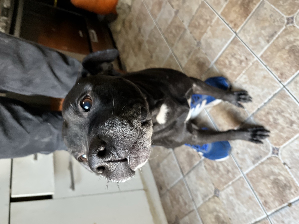 Foto de Kuro