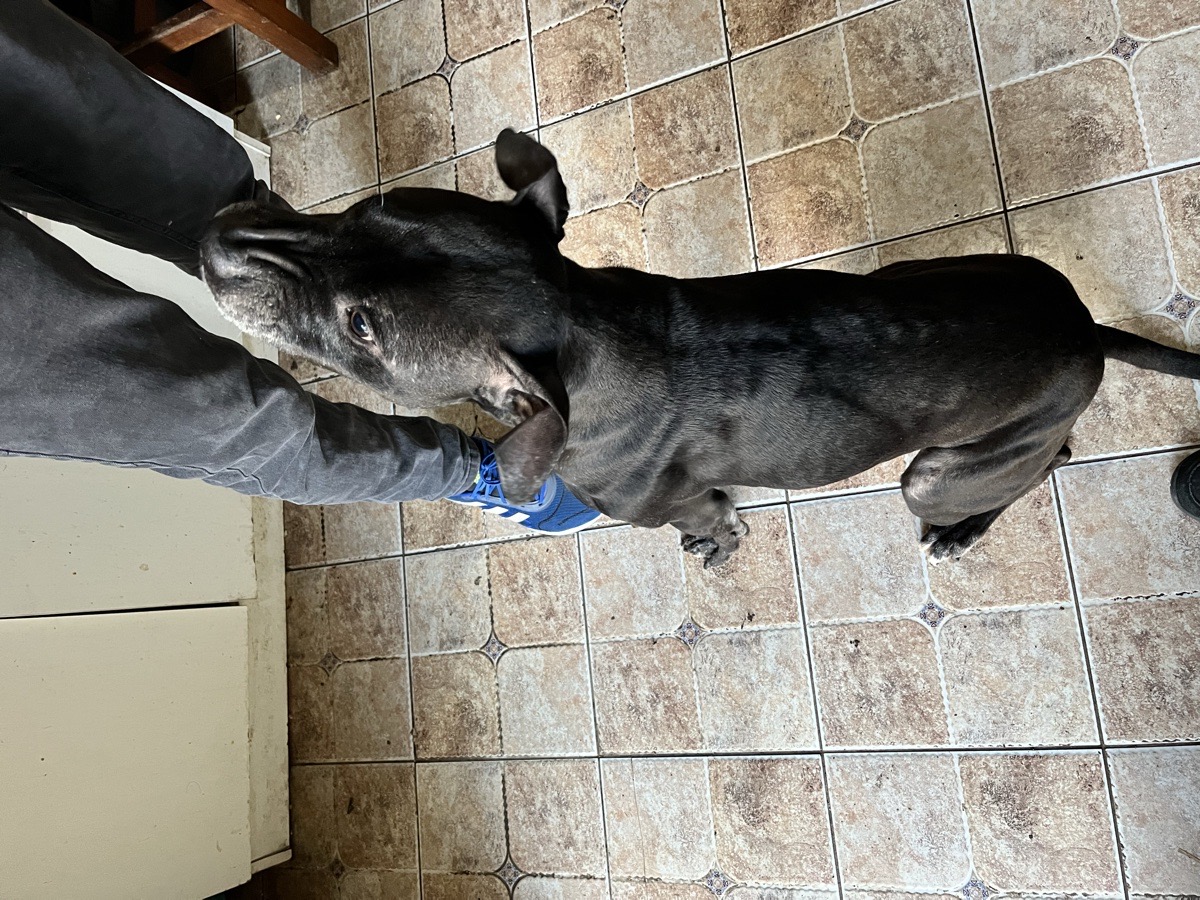 Foto de Kuro
