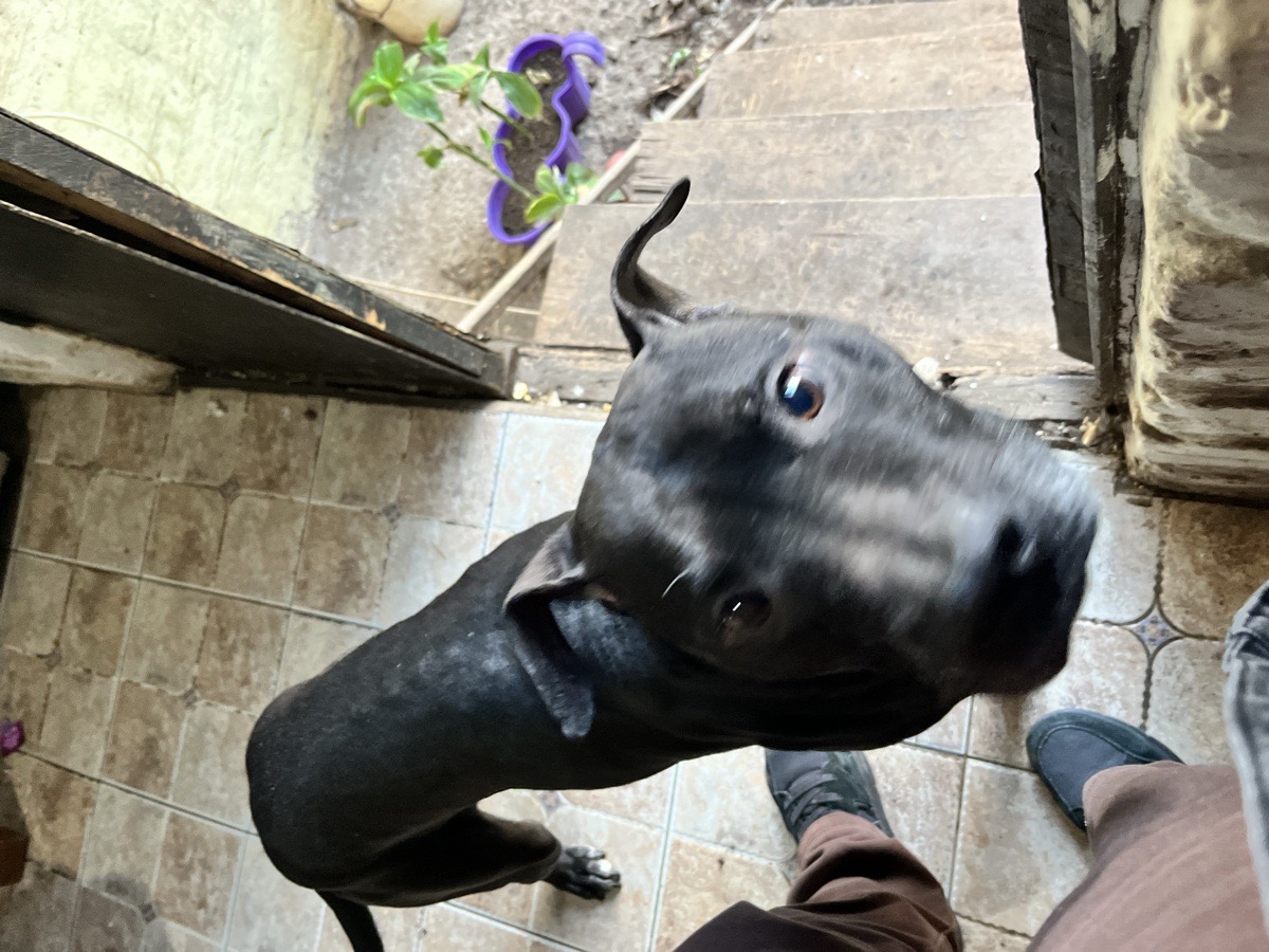 Foto de Kuro