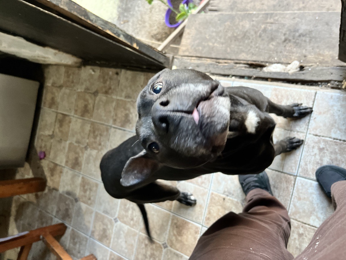 Foto de Kuro