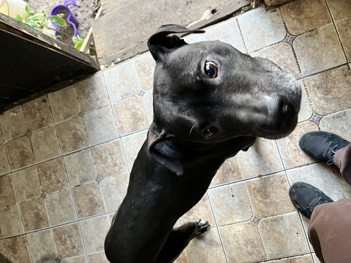 Foto de Kuro