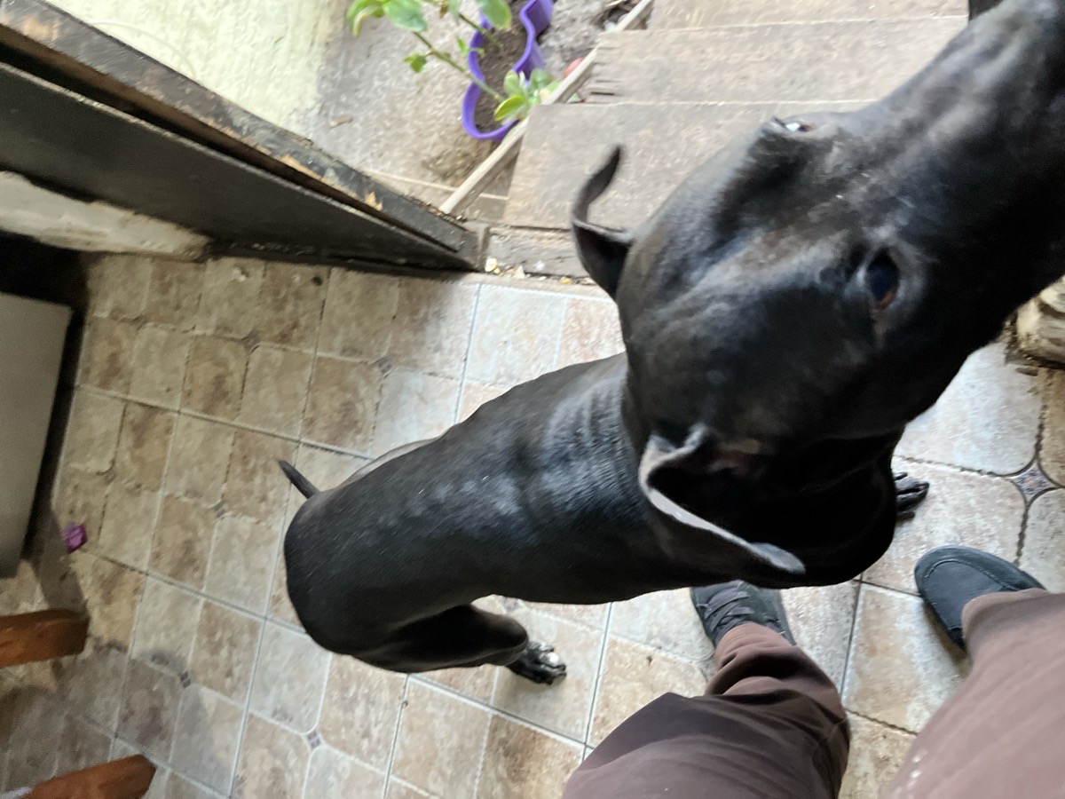 Foto de Kuro
