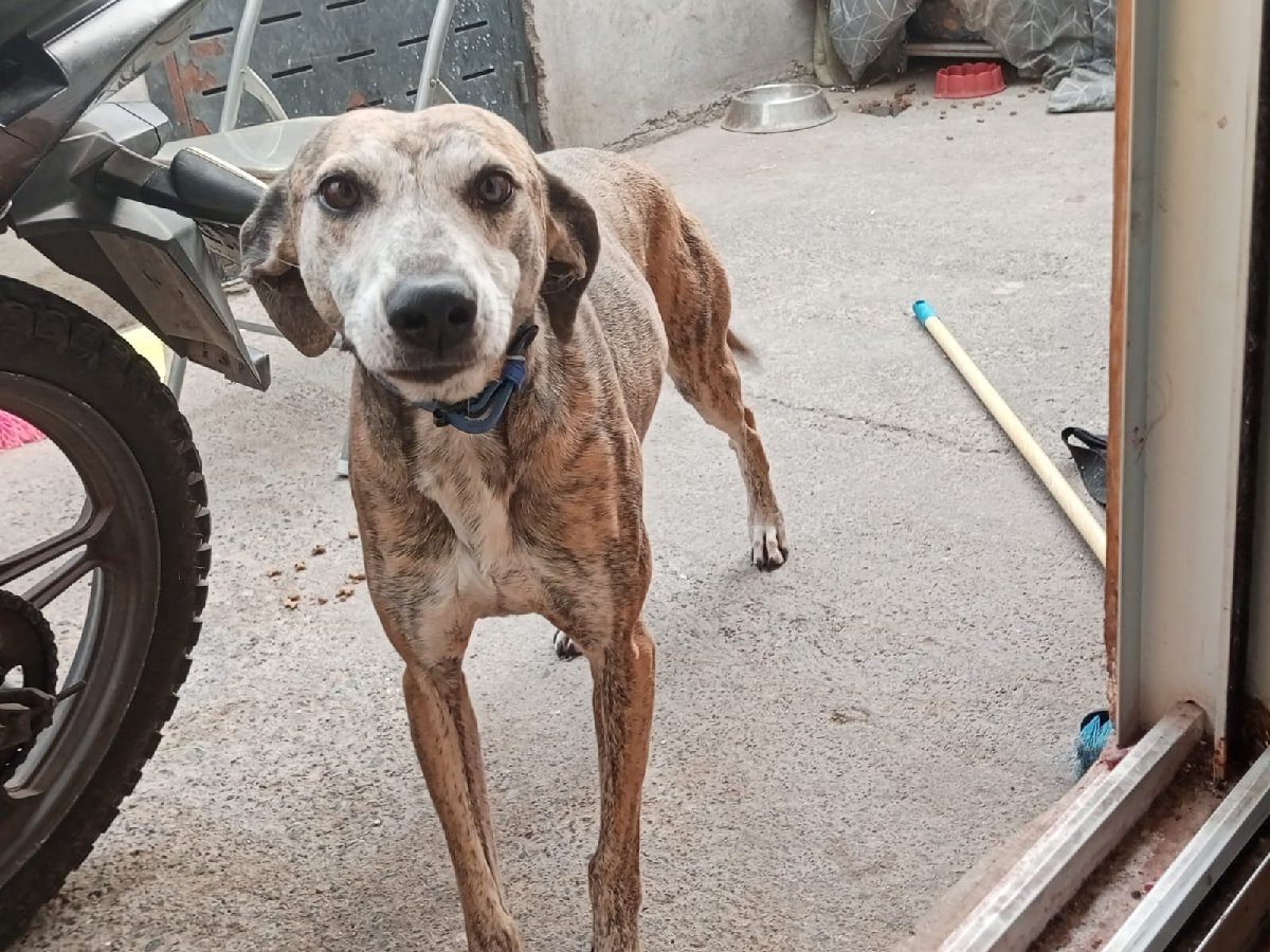 Foto de Perrito