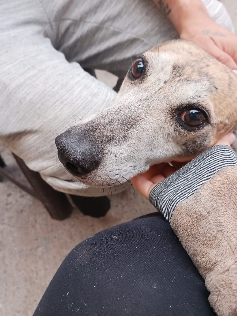 Foto de Perrito