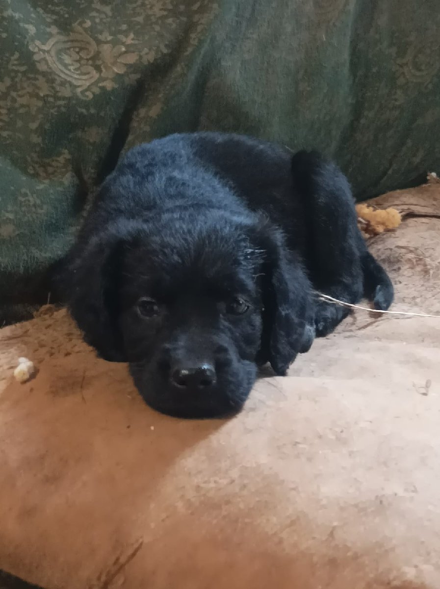 Foto de Perrito, perro en adopción en Talcahuano