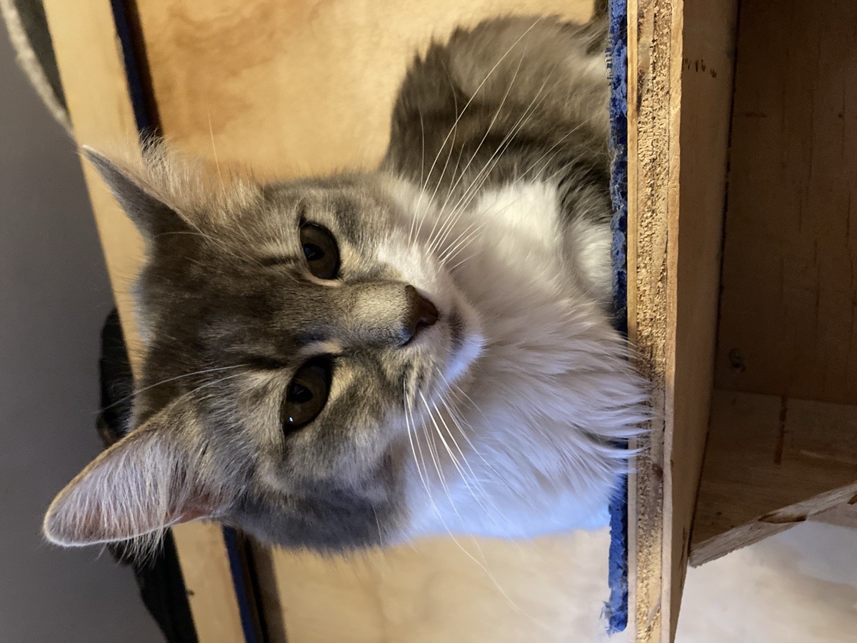 Foto de Leña, gato en adopción en Punta Arenas