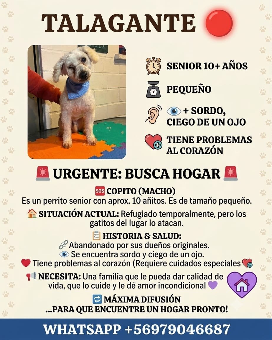 Foto de Copito