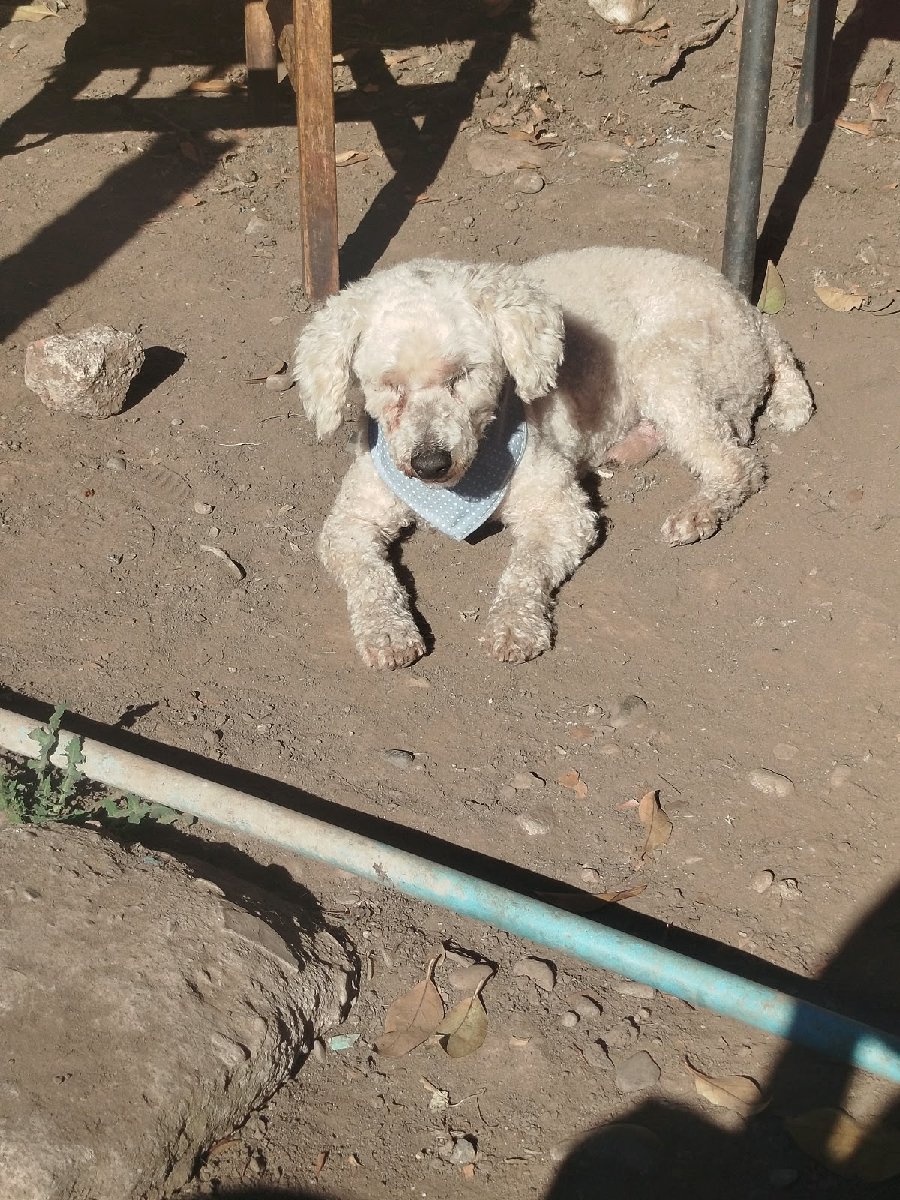 Foto de Copito